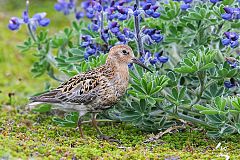 Rock Sandpiper